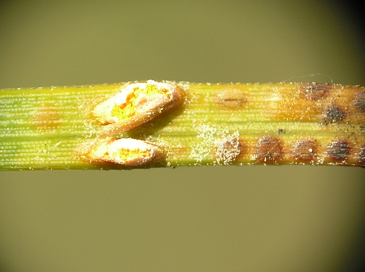 Представитель Семейства Coleosporiaceae